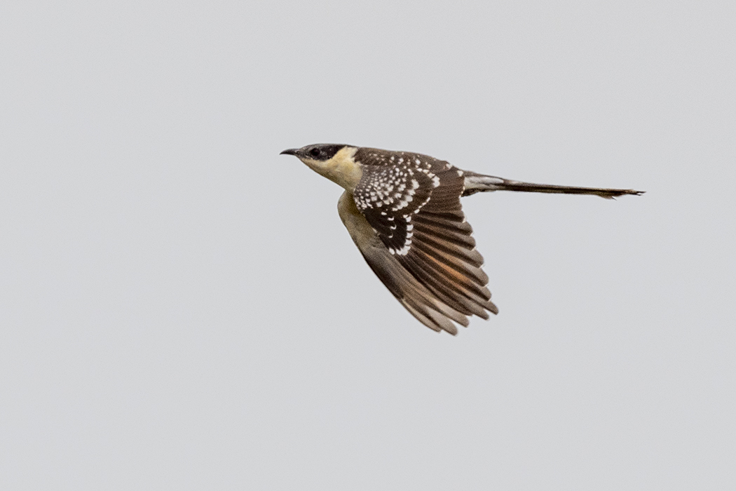 Great Spotted Cuckoo